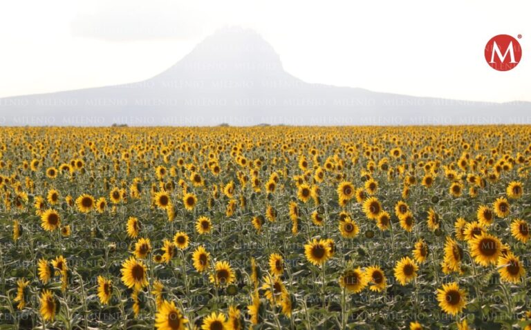 Campo de girasoles en Tamaulipas ya está abierto al público ¡Alista tu cámara!