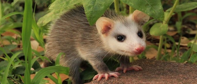 EL MITO DEL TLACUACHE, PROMETEO NÁHUATL QUE ROBÓ EL FUEGO PARA LOS ANTIGUOS MEXICANOS