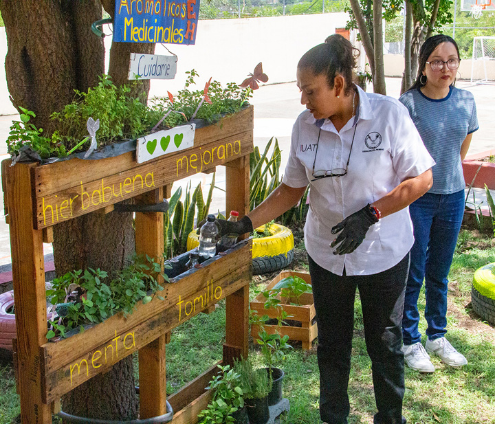 Cultivan en espacios de la UAT plantas aromáticas y medicinales